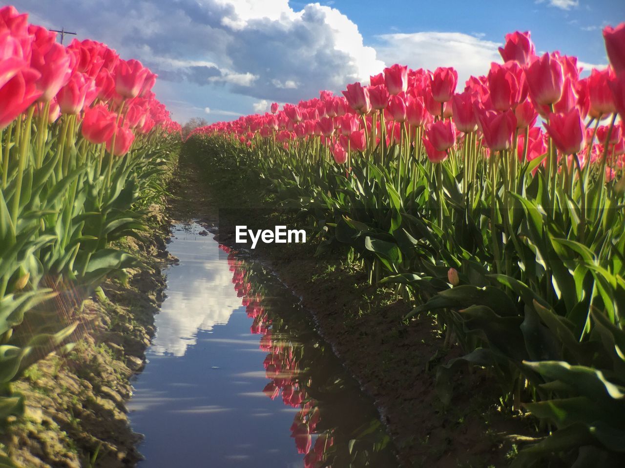 FLOWERS GROWING IN LAKE AGAINST SKY