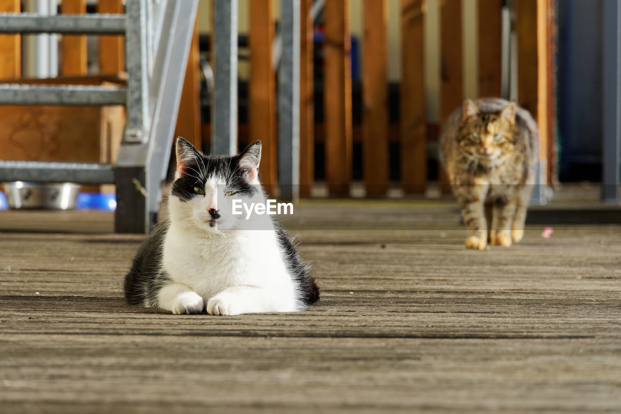 Cat sitting on wooden wall