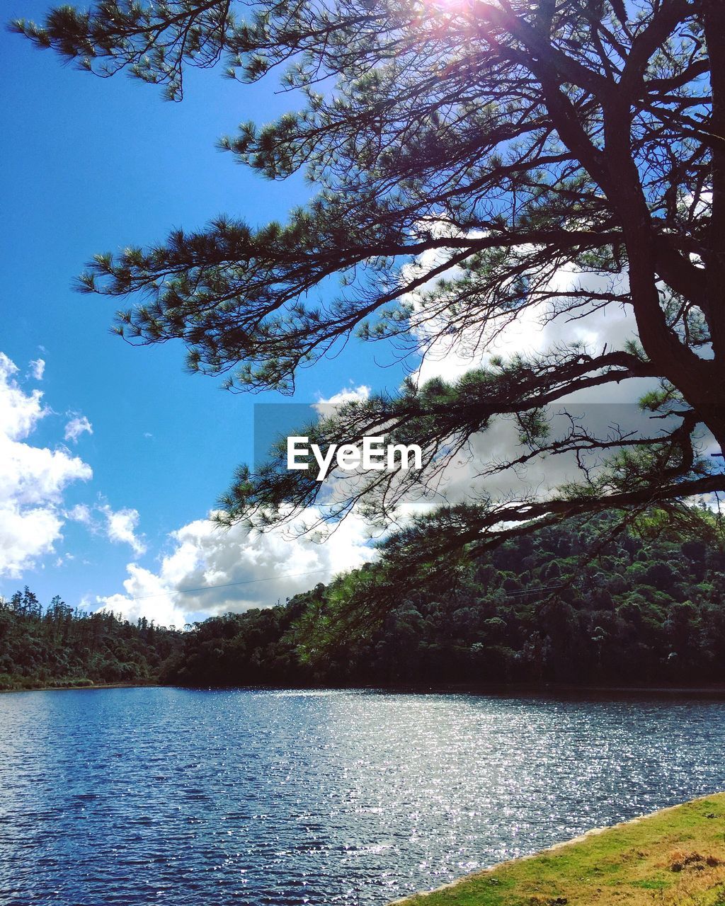 SCENIC VIEW OF TREES BY SEA AGAINST SKY