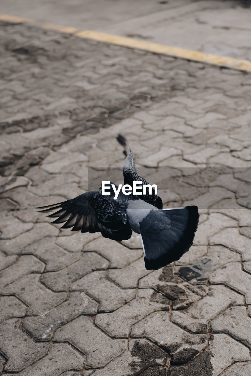 high angle view of bird flying over street