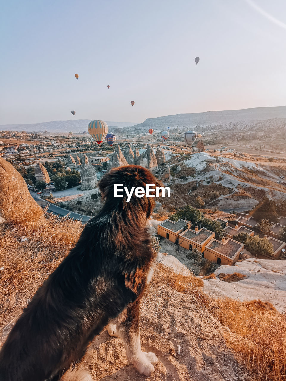 Aerial view of a dog looking at valley with flying balloons