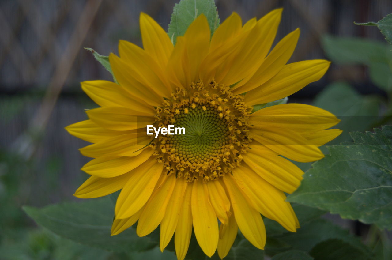 flower, flowering plant, plant, yellow, freshness, beauty in nature, flower head, growth, nature, petal, sunflower, close-up, inflorescence, fragility, macro photography, no people, landscape, plant part, pollen, leaf, focus on foreground, outdoors, botany, rural scene, land, summer, field, vibrant color, blossom, environment, day, springtime, agriculture, travel destinations, wildflower, sky, selective focus, tranquility, multi colored
