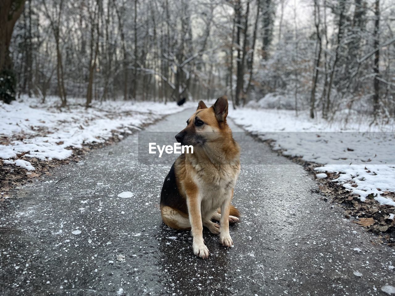 German shepherd dog sitting on the frozen ground in the forest