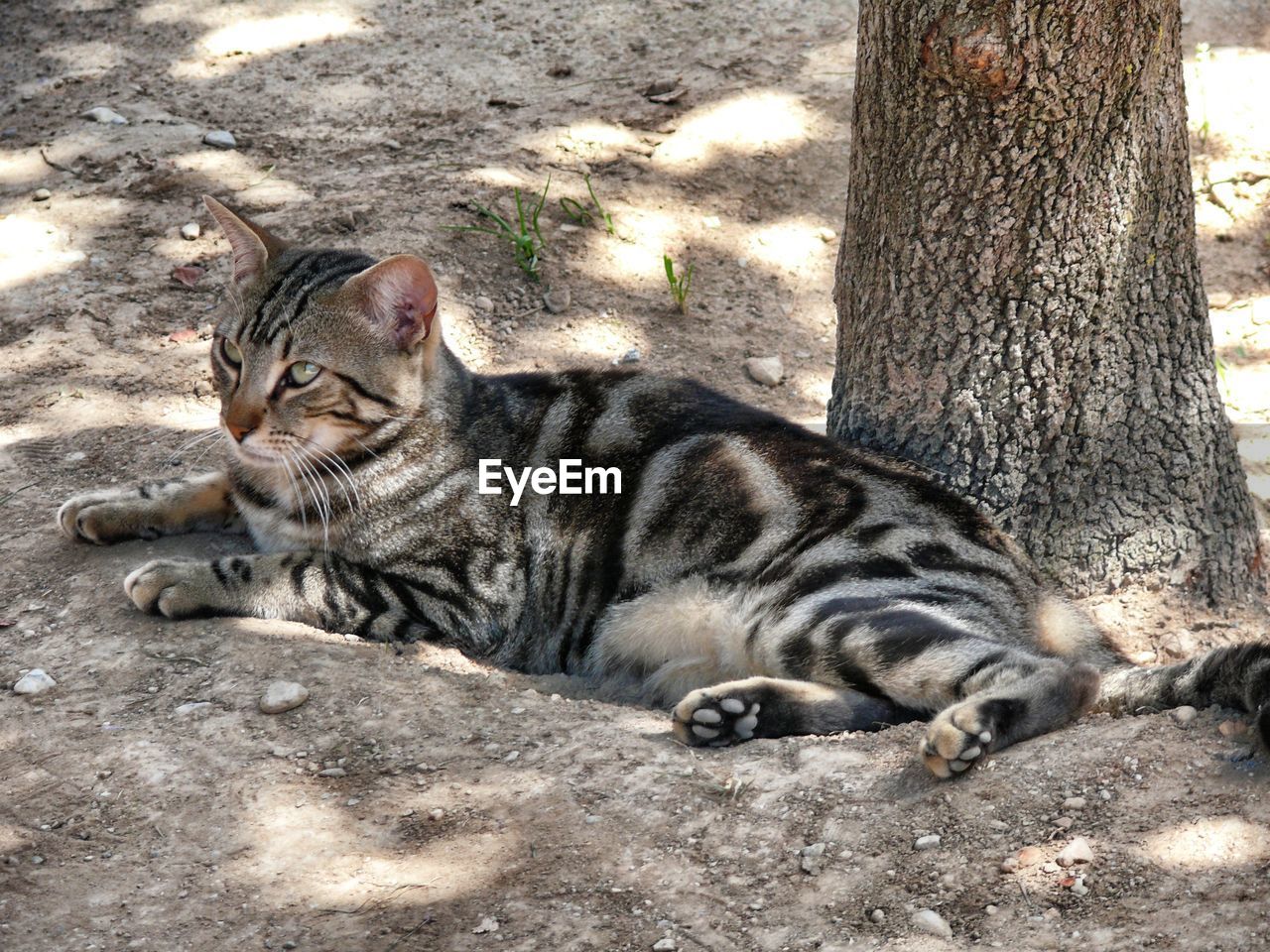 CLOSE-UP OF SLEEPING CAT