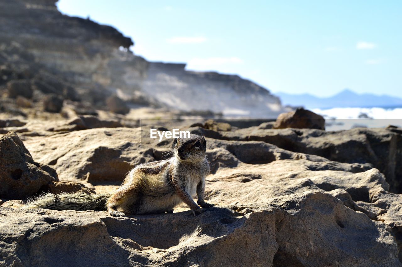 VIEW OF GIRAFFE SITTING ON ROCK