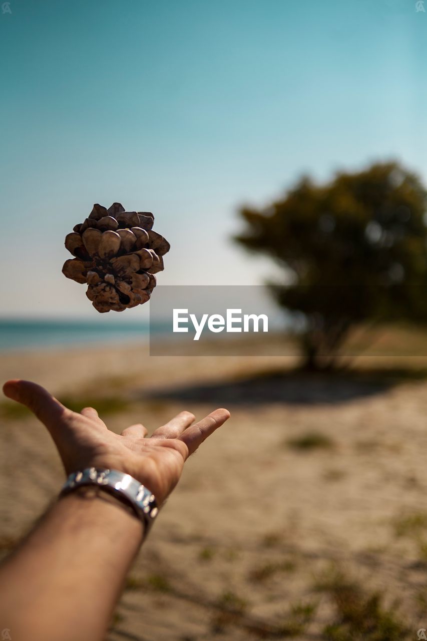 Cropped image of hand catching pine cones at beach