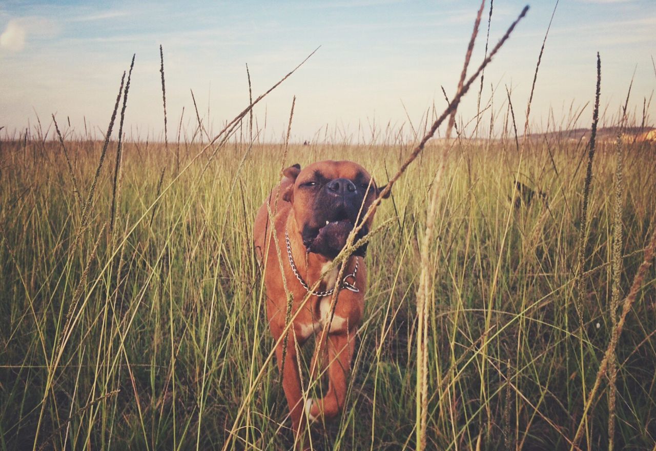 Boxer dog walking on field against sky