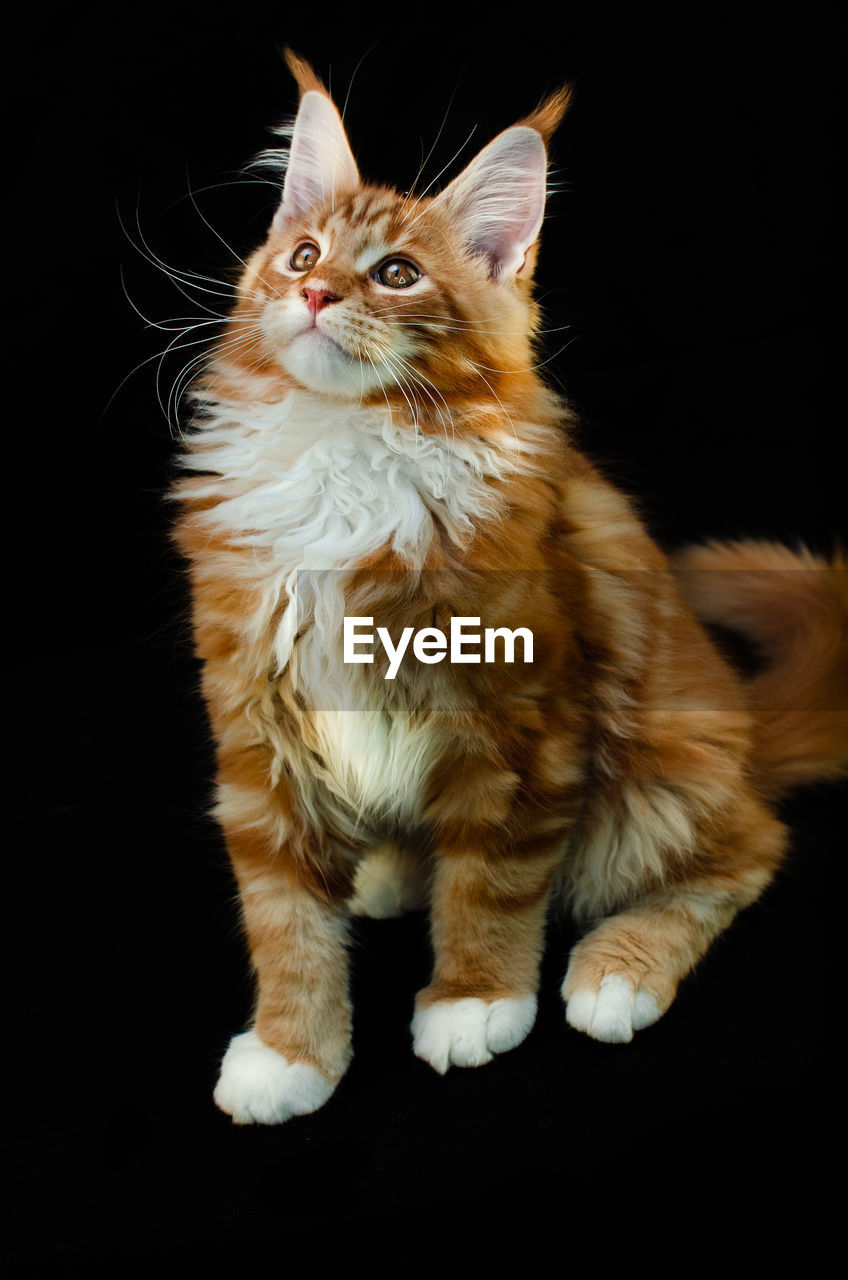 Close-up of cat against black background