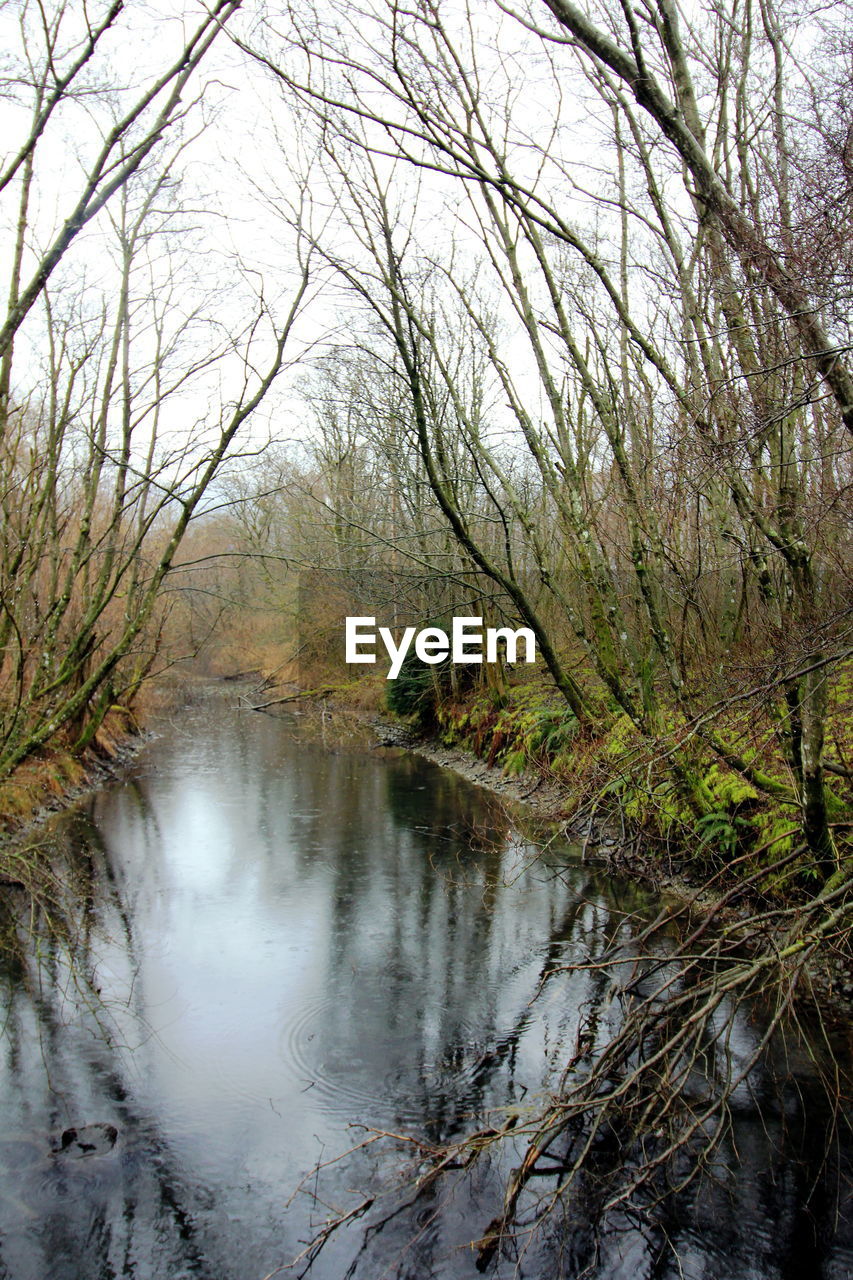 REFLECTION OF BARE TREES IN RIVER