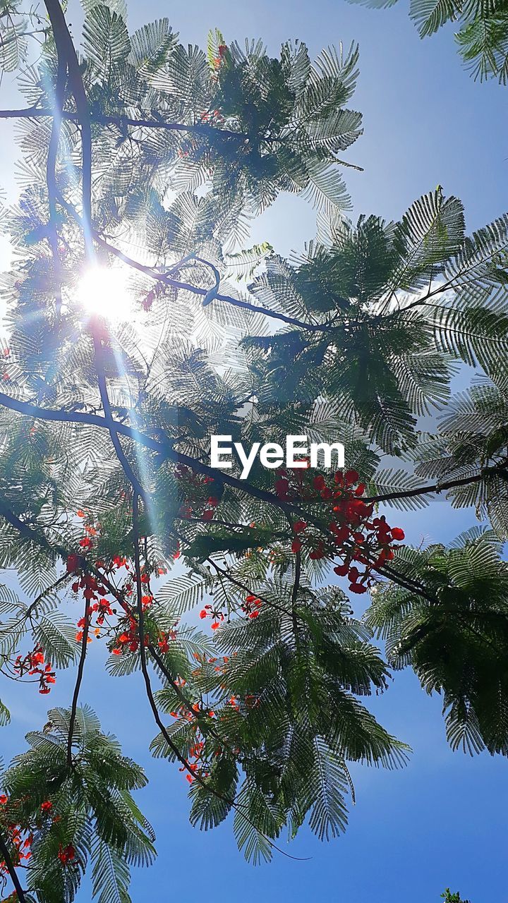 SUNLIGHT STREAMING THROUGH TREE