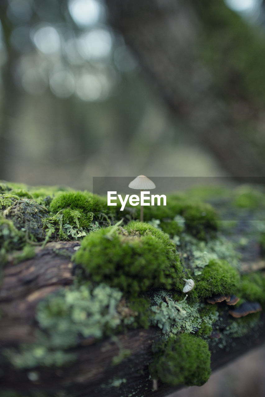 Close-up of mushroom growing on moss