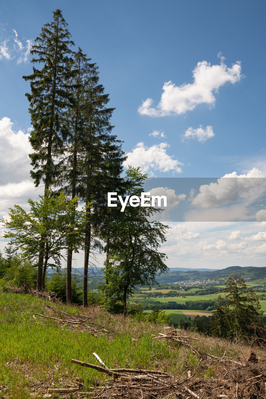 SCENIC VIEW OF TREES ON FIELD AGAINST SKY