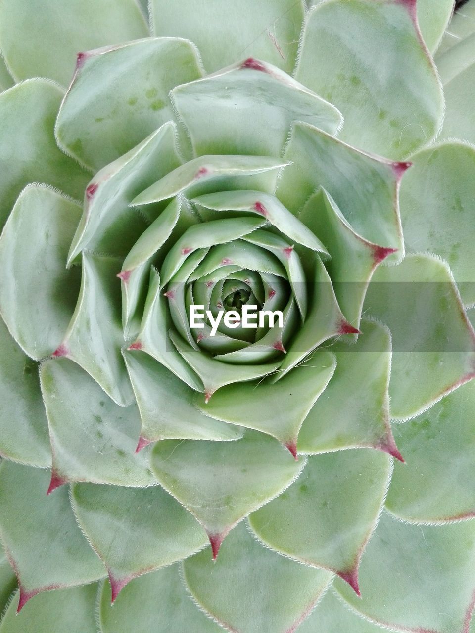 CLOSE-UP OF CACTUS PLANT