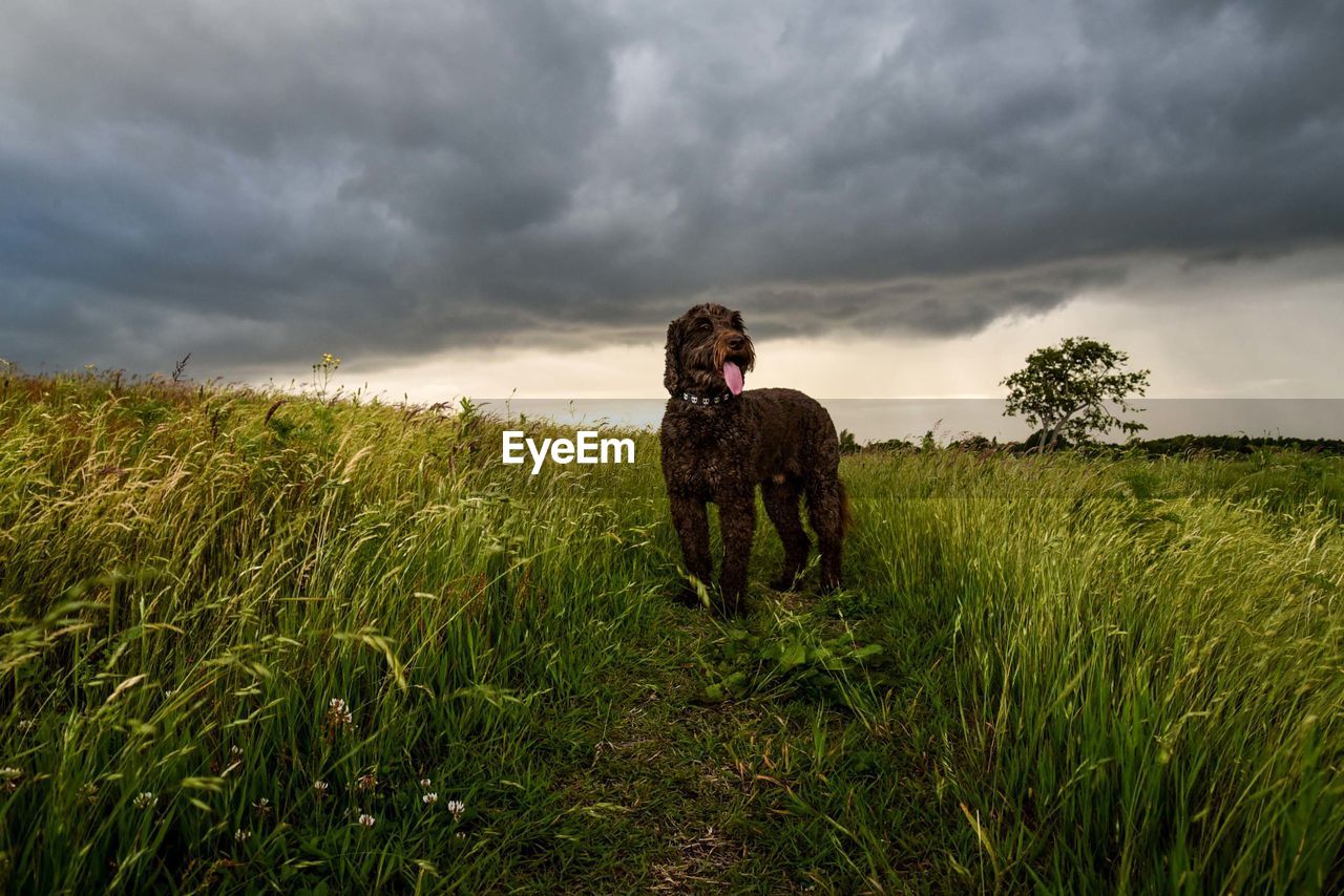 Dog looking away while standing on field against cloudy sky