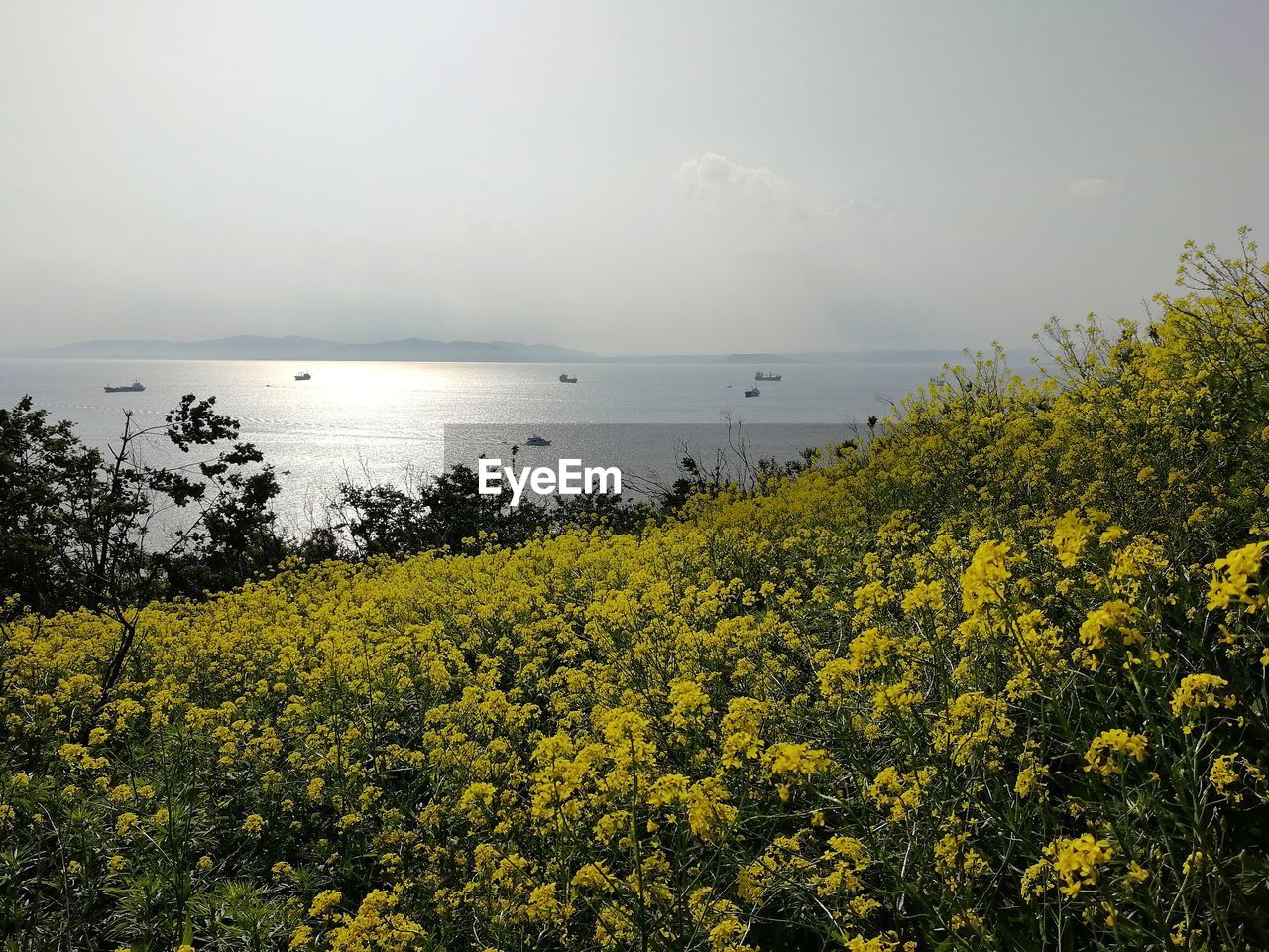 SCENIC VIEW OF SEA AGAINST YELLOW SKY