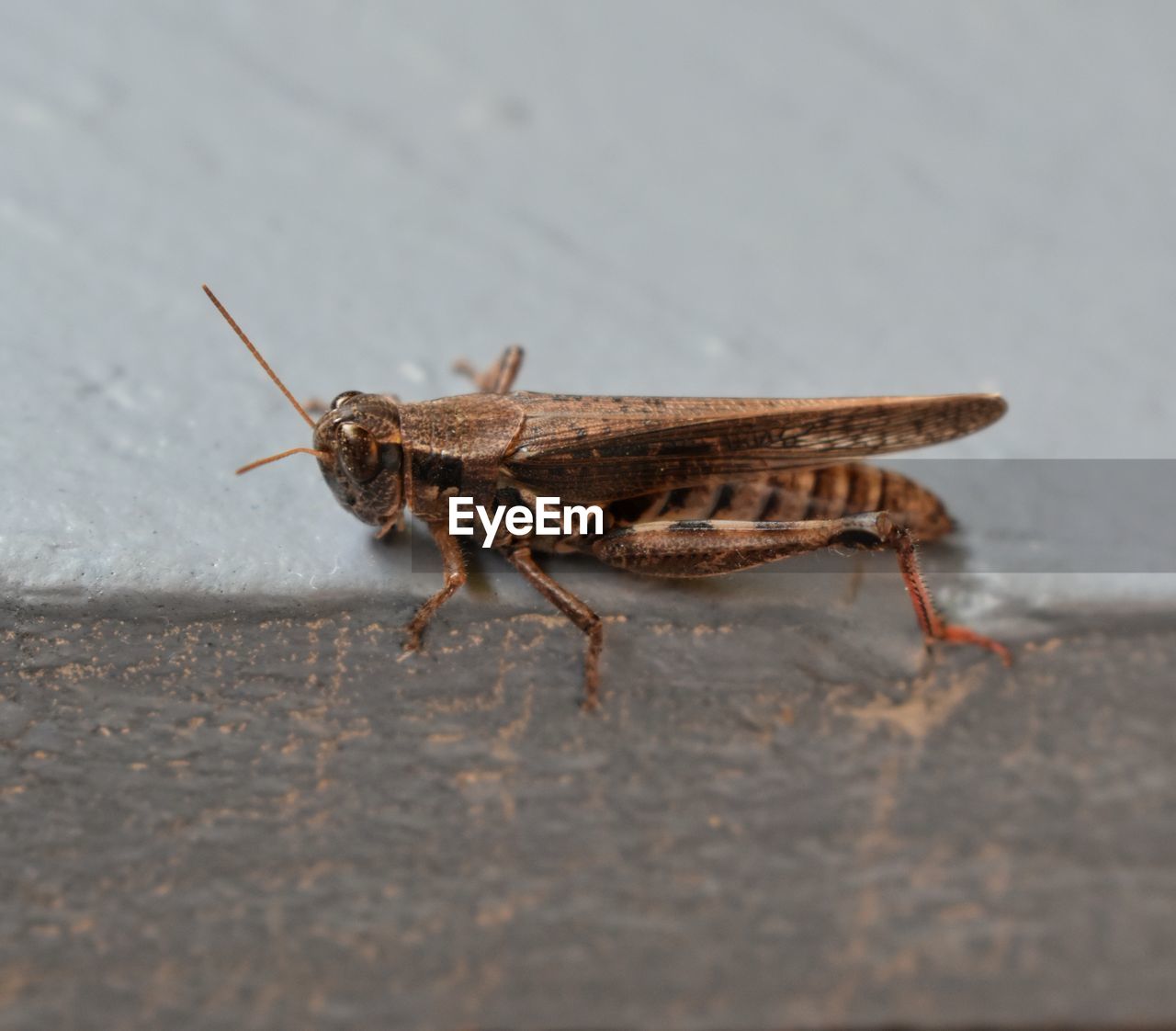 animal themes, animal, animal wildlife, one animal, wildlife, insect, macro photography, grasshopper, close-up, no people, cricket, nature, day, animal body part, side view, full length, outdoors, selective focus