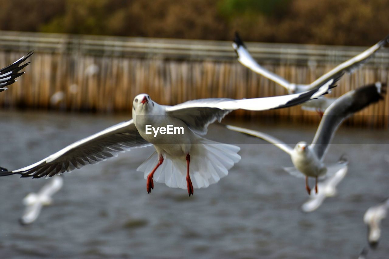 CLOSE-UP OF SEAGULL FLYING