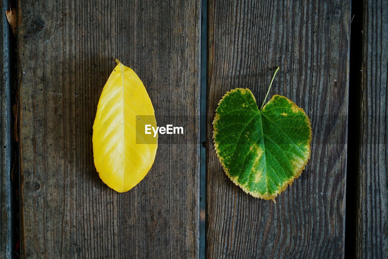 Directly above shot of leaves on wooden table