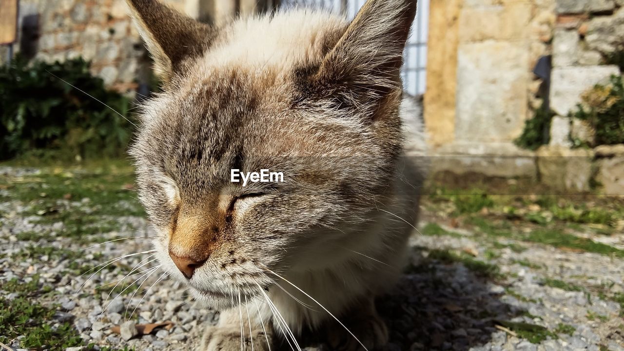 CLOSE-UP OF A CAT LOOKING AWAY OUTDOORS