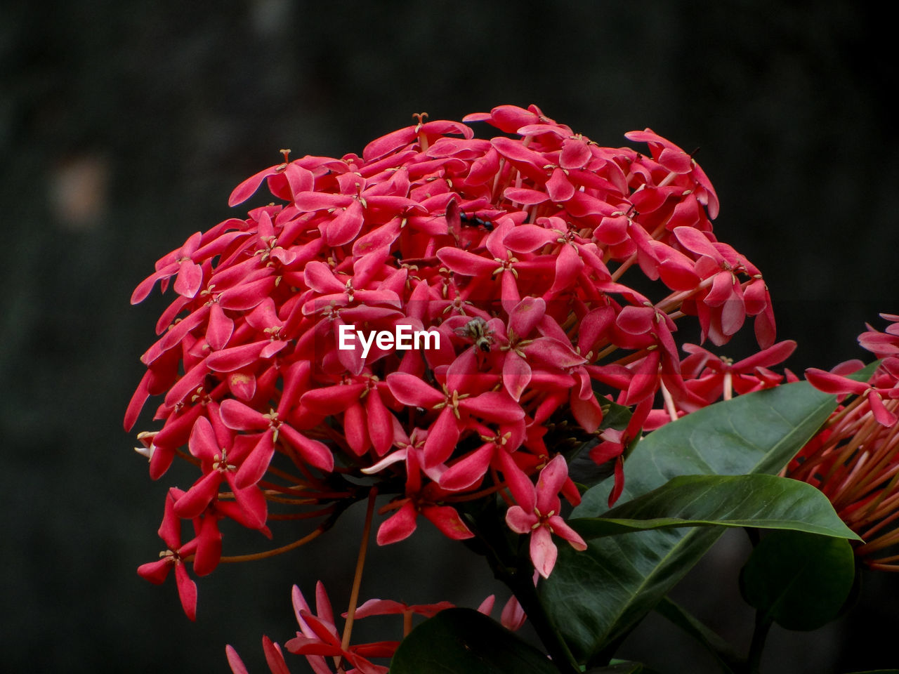 CLOSE-UP OF RED ROSE PLANT