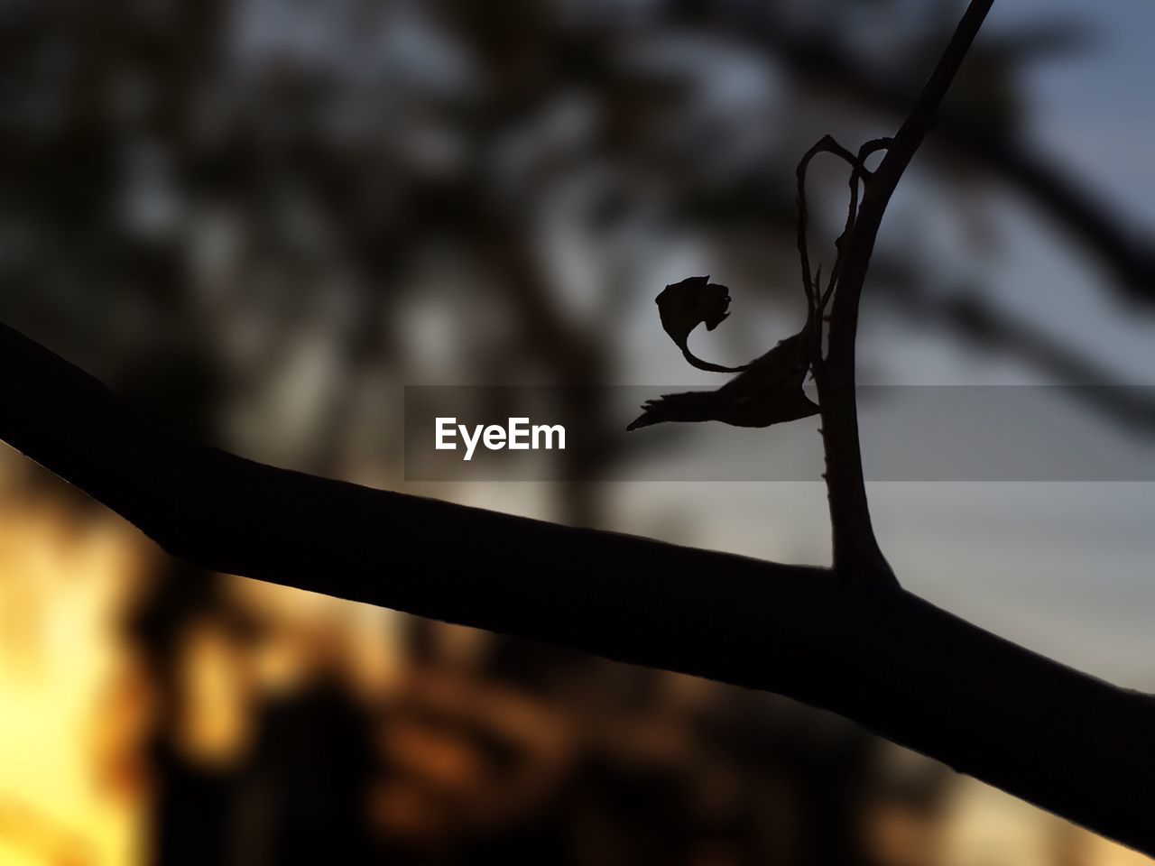 Silhouette of branch with dry leaf