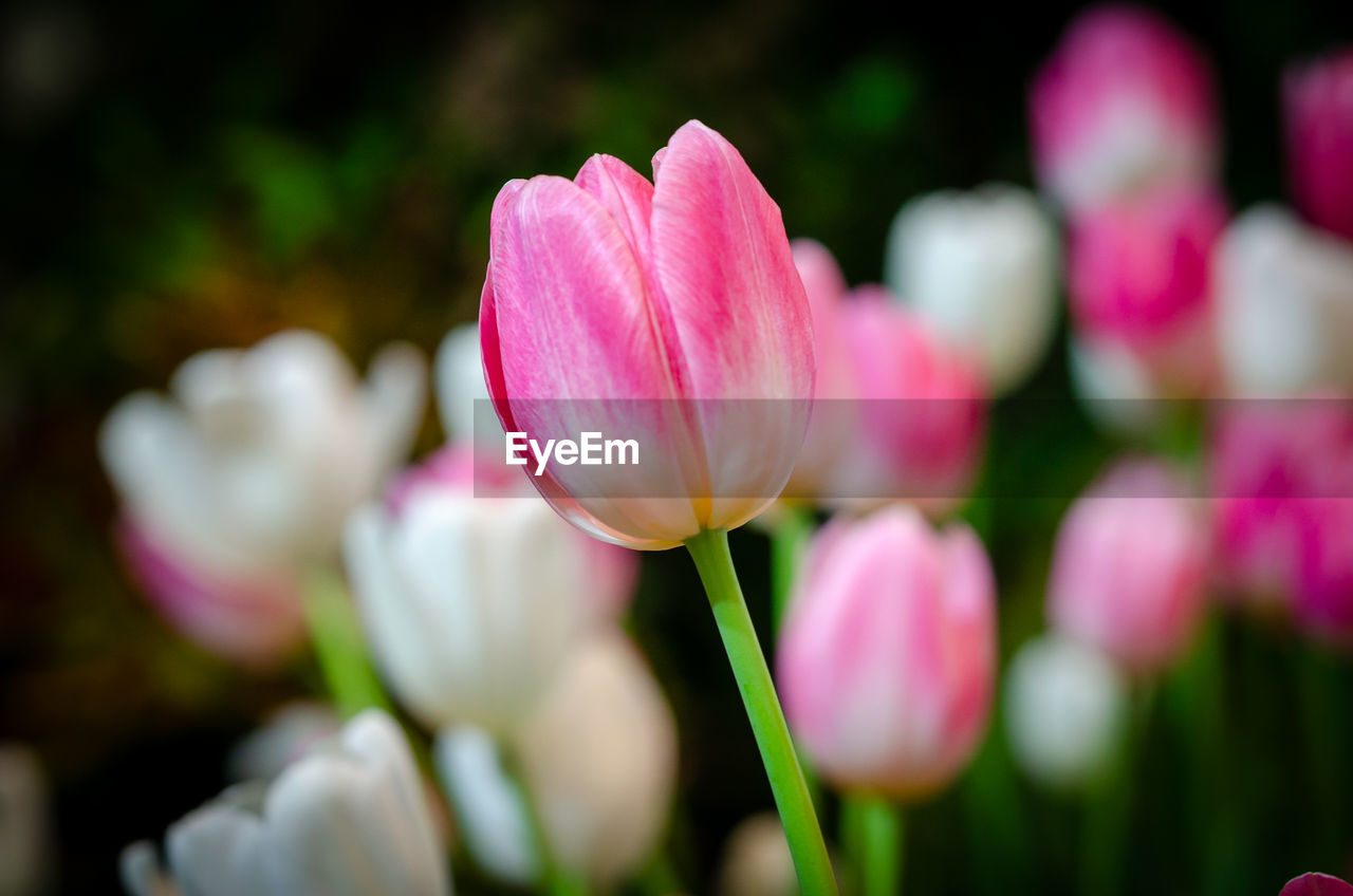 Close-up of pink tulips