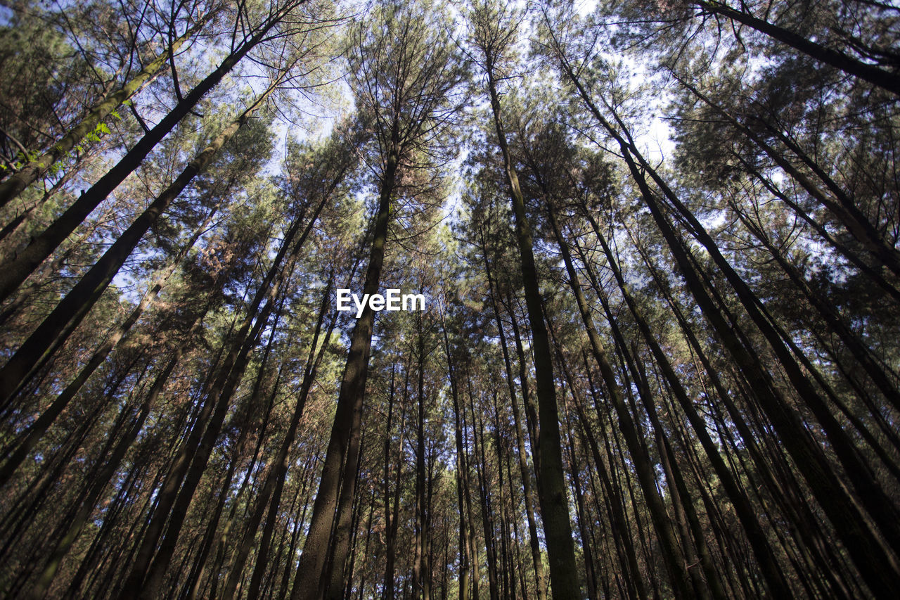 FULL FRAME SHOT OF TREES IN FOREST AGAINST SKY