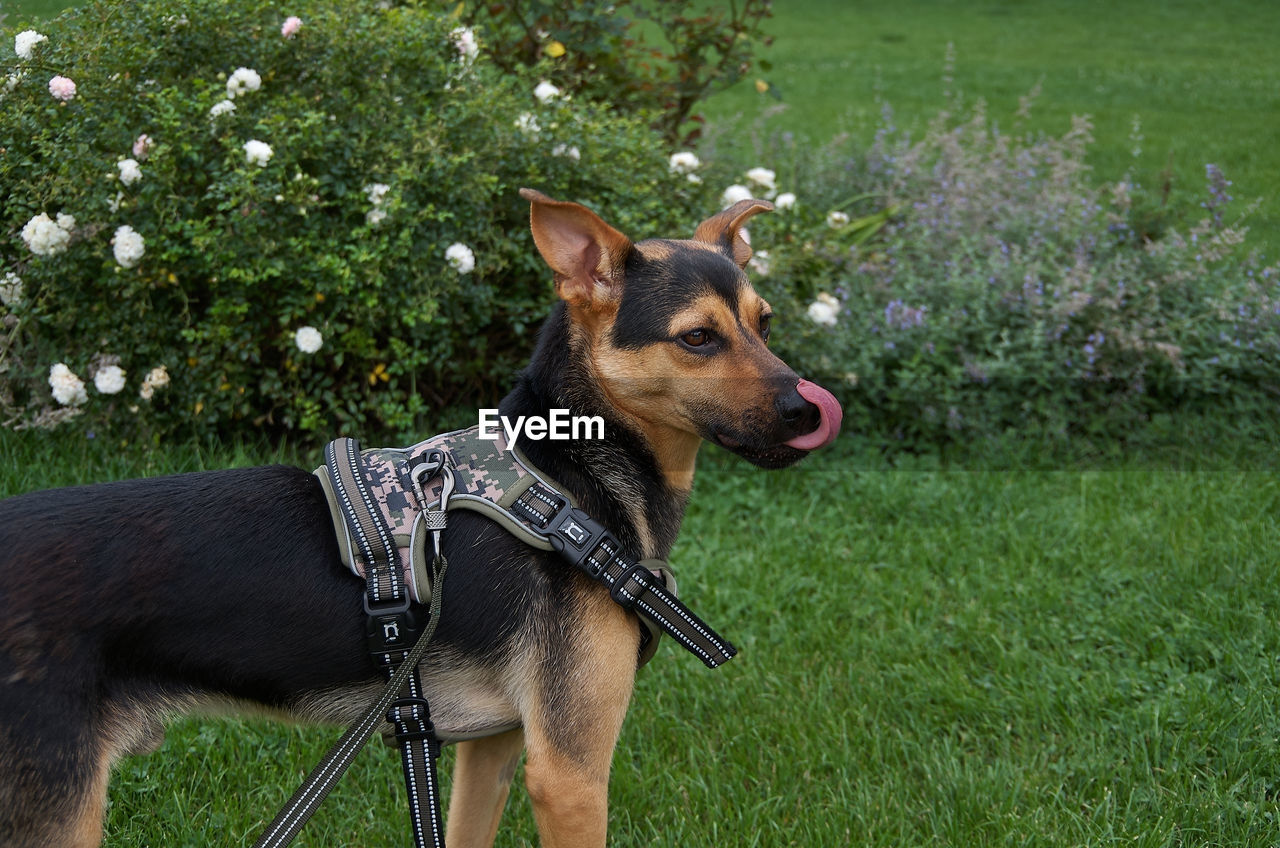 portrait of dog running on field