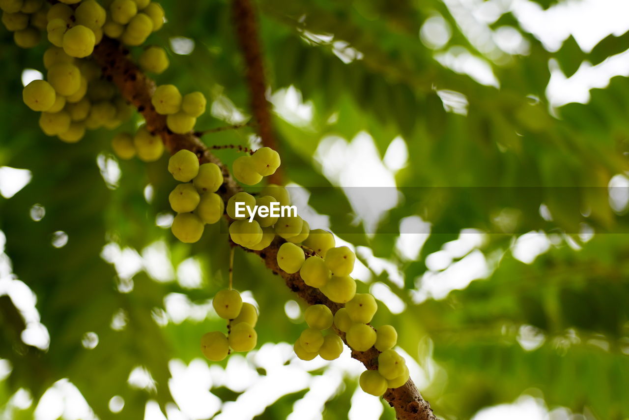 Low angle view of fruits growing on tree