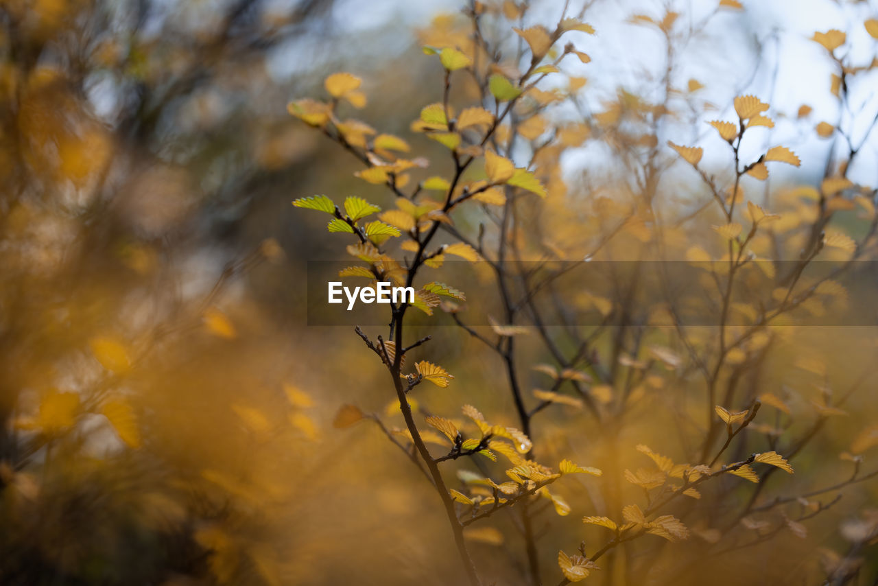 Close-up of yellow flowering plants on field