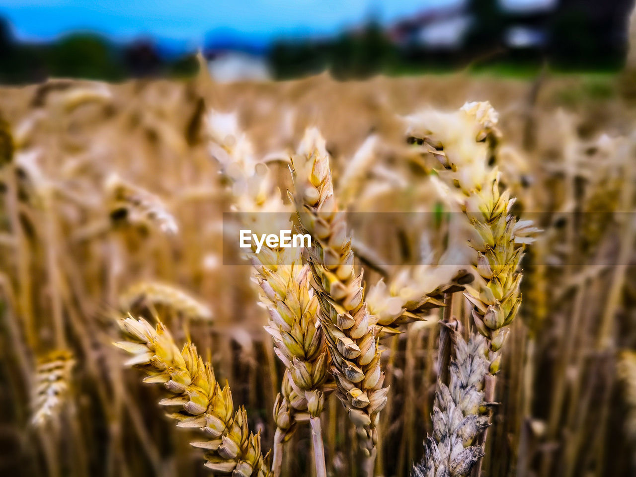 Close-up of cereal plants on agricultural field