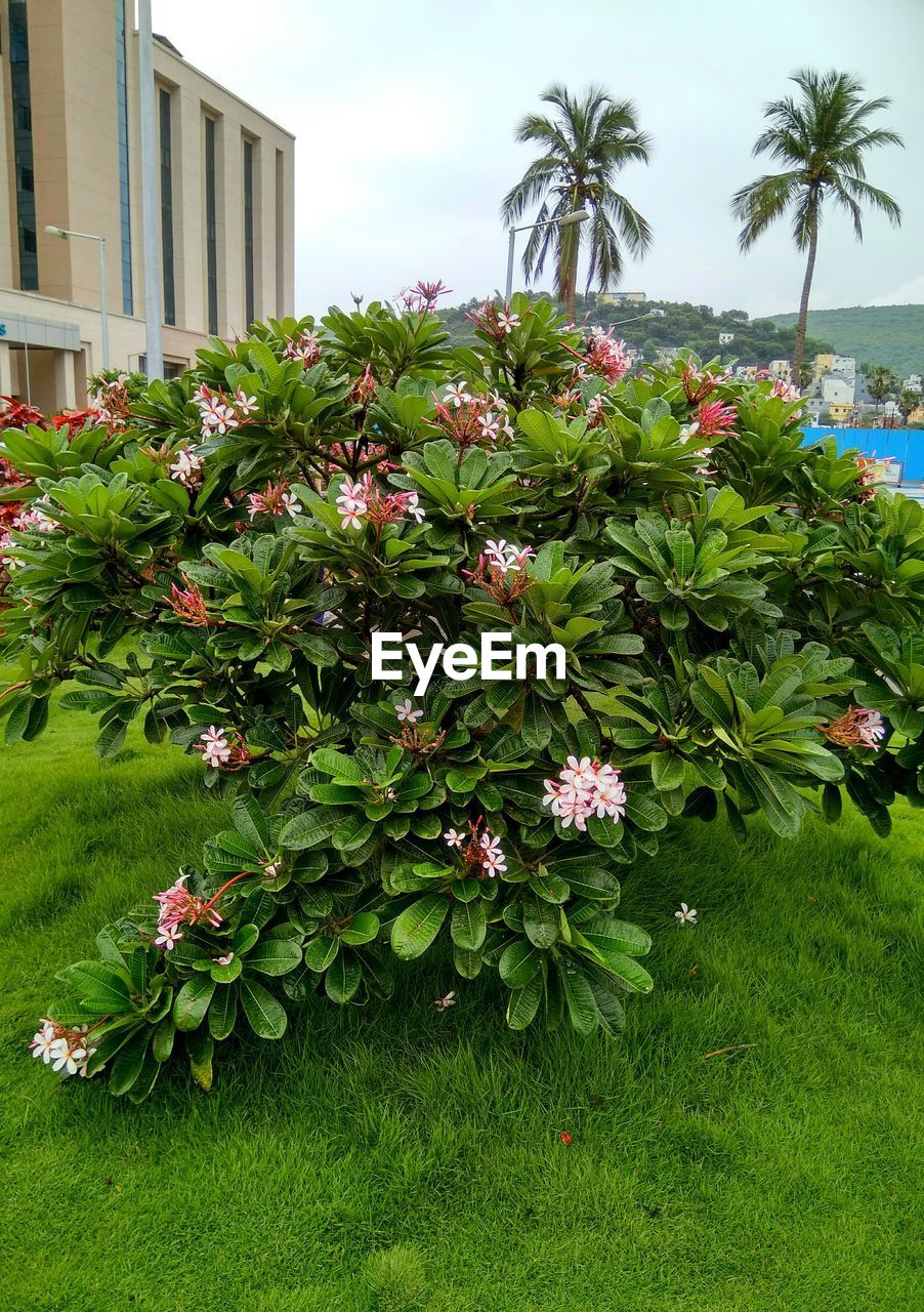 FLOWERS GROWING ON PLANT