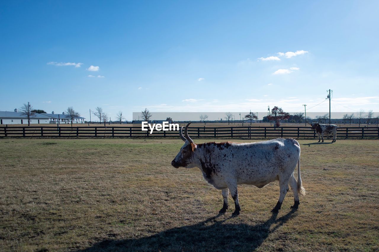 SIDE VIEW OF HORSE IN RANCH AGAINST SKY