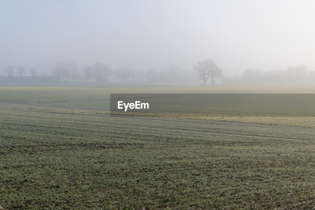 Fog over meadows and fields on the outskirts of bünde in east westphalia