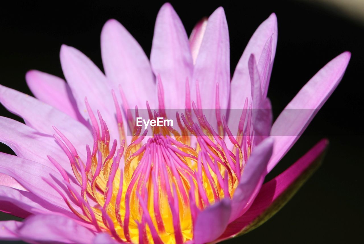 Close-up of pink flower