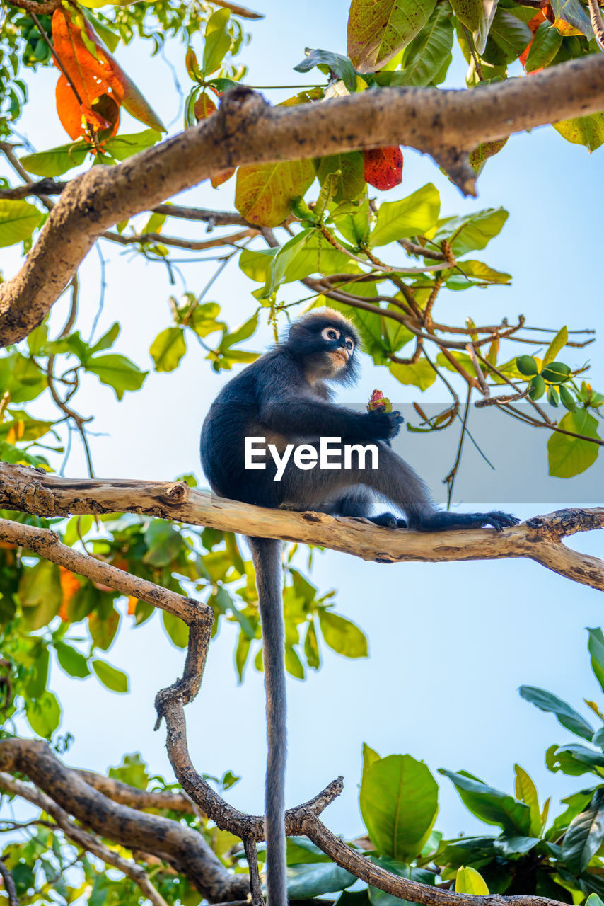 LOW ANGLE VIEW OF A MONKEY ON TREE