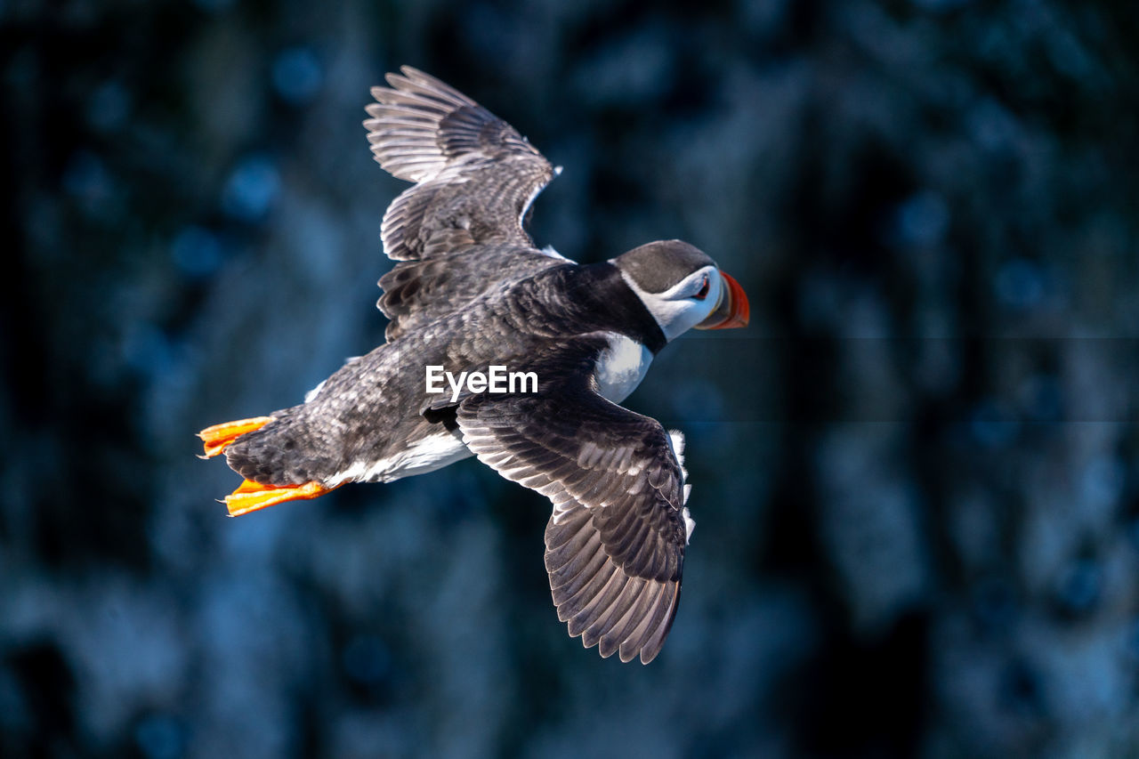 bird, animal wildlife, flying, animal, animal themes, wildlife, spread wings, bird of prey, one animal, beak, animal body part, mid-air, nature, motion, wing, no people, animal wing, focus on foreground, outdoors, falcon, eagle