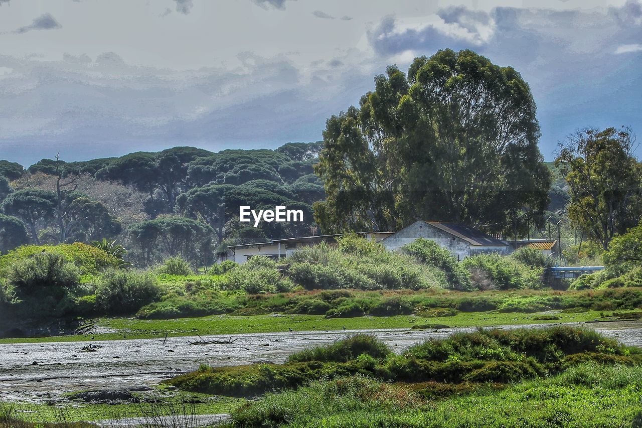 SCENIC VIEW OF TREES AND LANDSCAPE AGAINST SKY