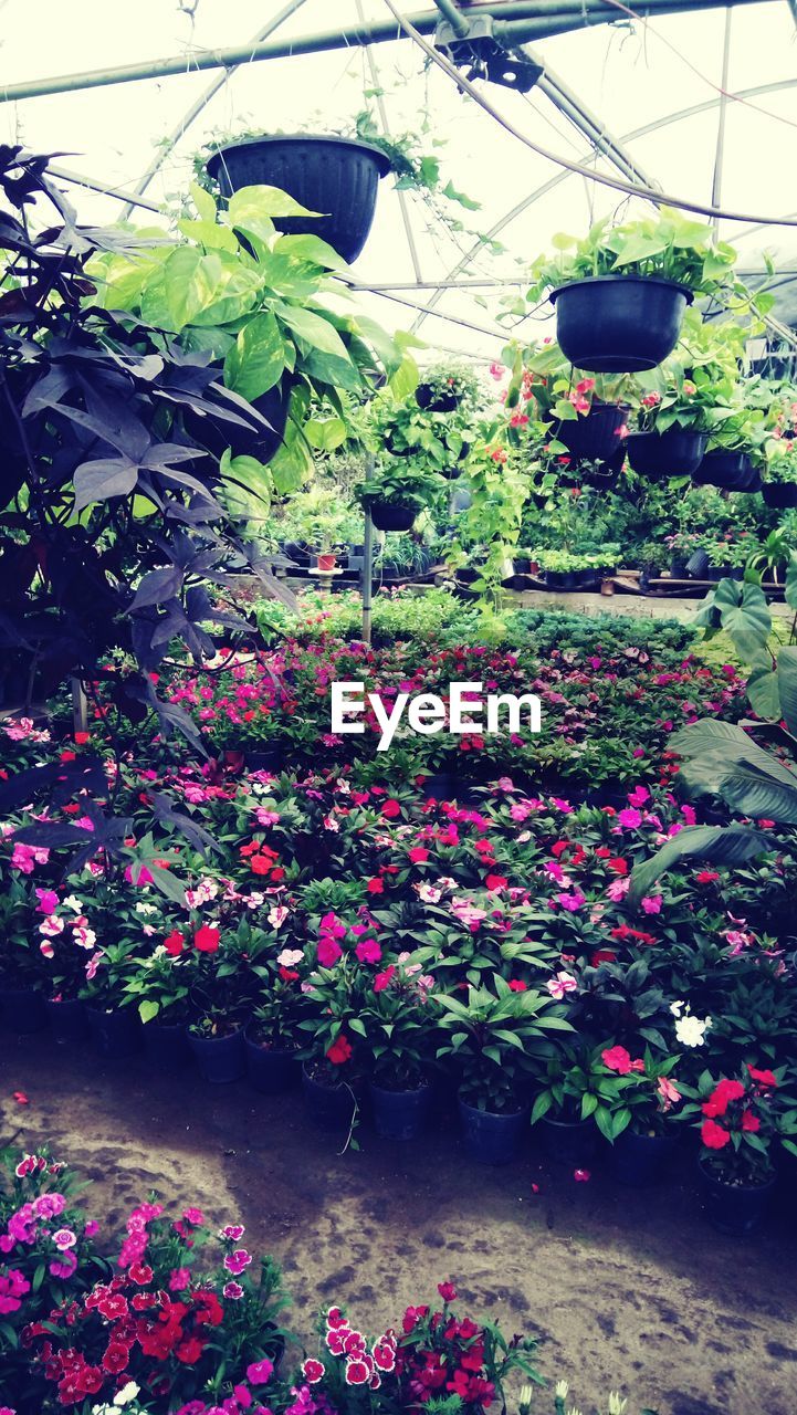 POTTED PLANTS IN GREENHOUSE