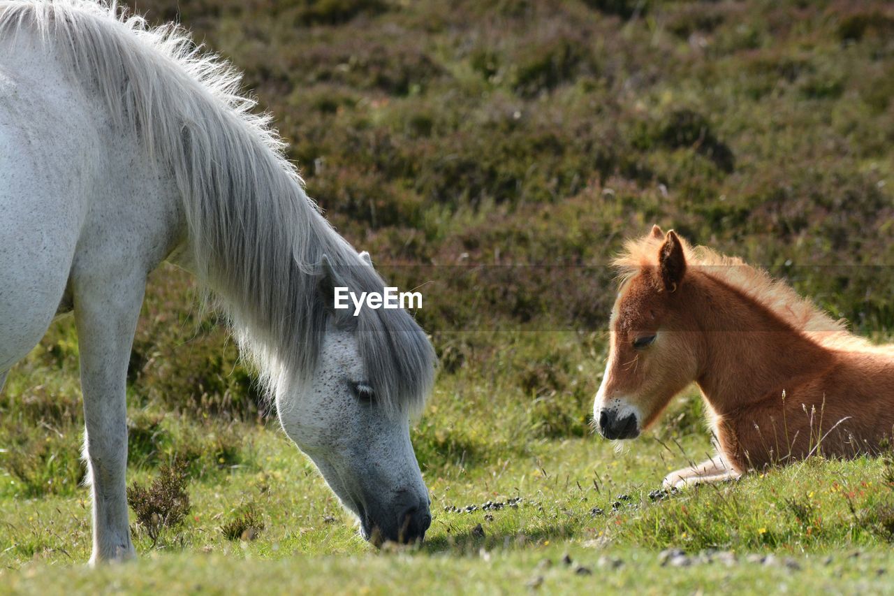 Horses on field