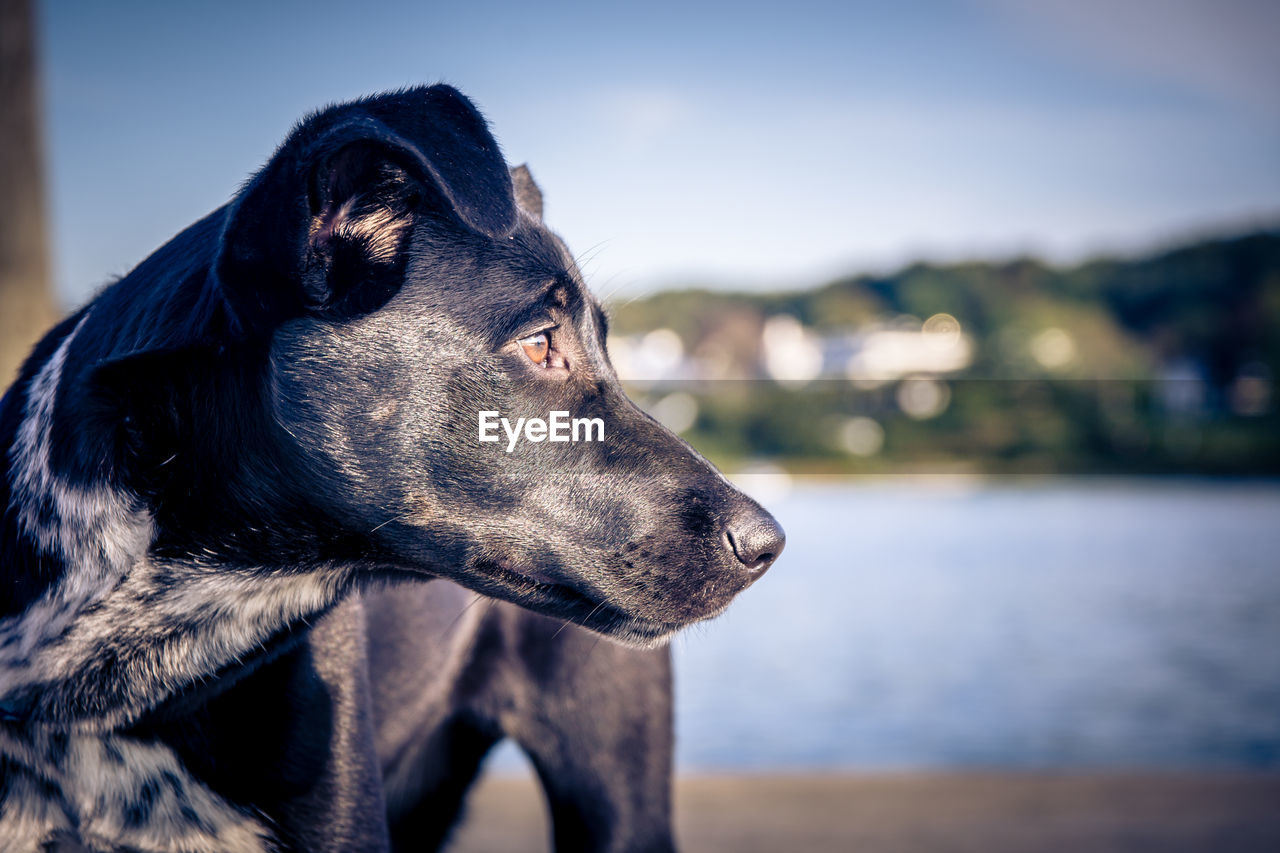 Close-up of dog against sky