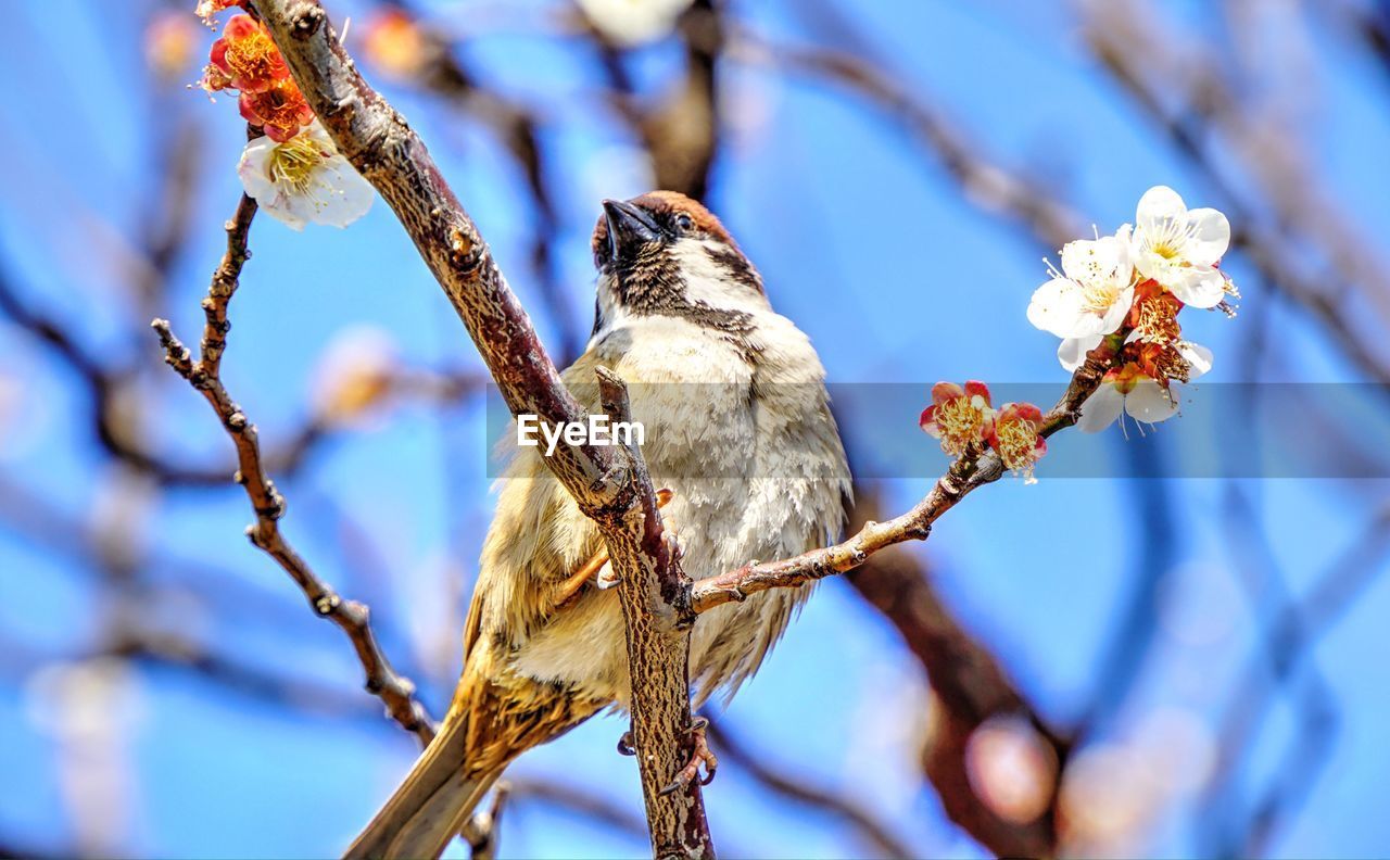 Close-up of bird perching on tree