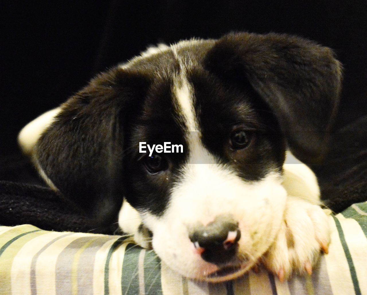 CLOSE-UP PORTRAIT OF DOG RELAXING ON BLANKET