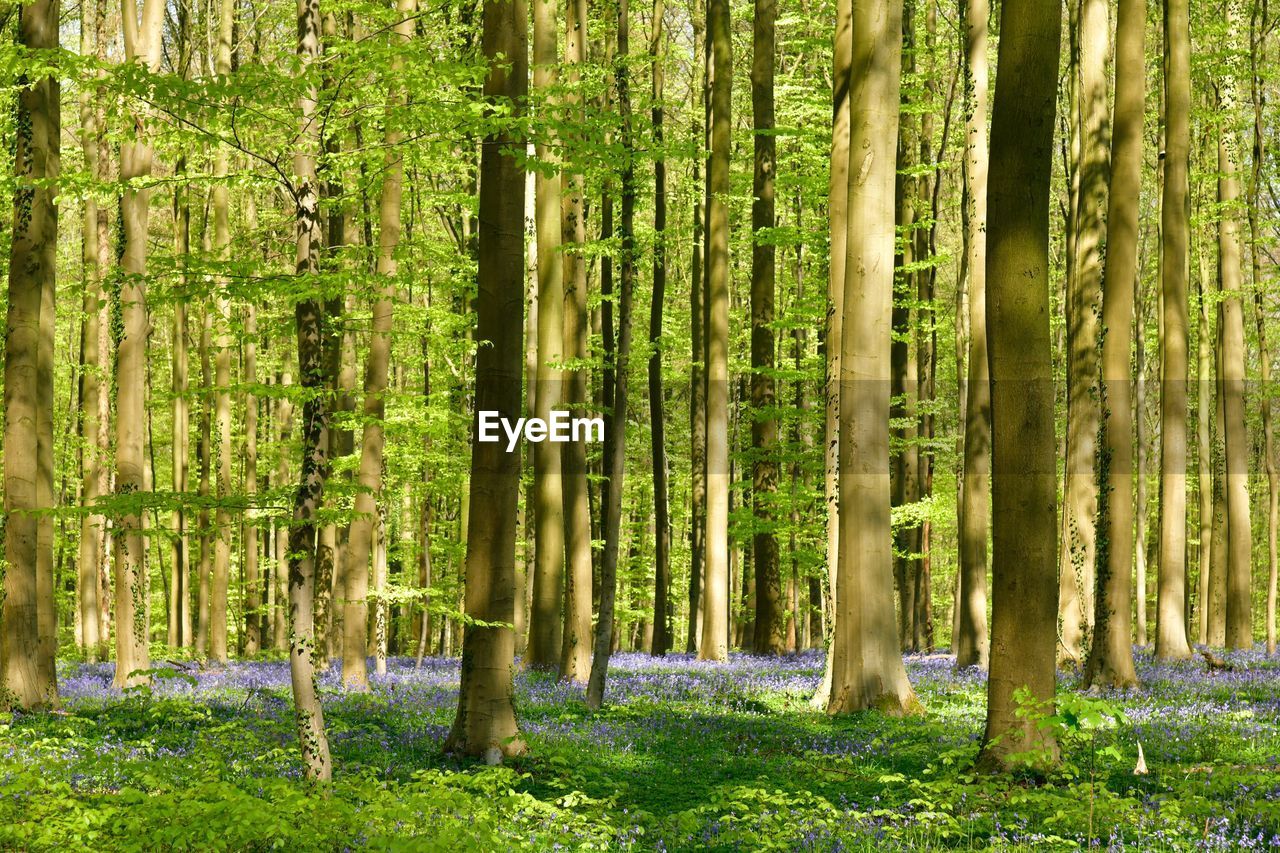 Trees growing in forest