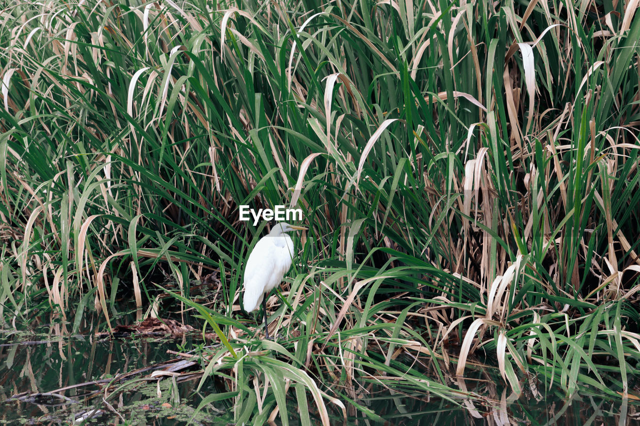 VIEW OF BIRD ON LAND