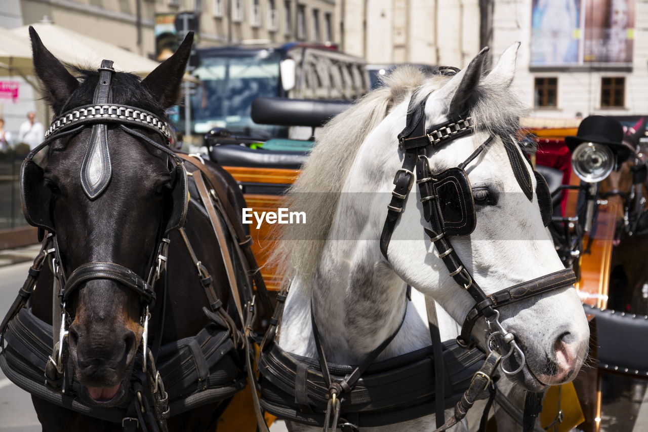 horse, horse harness, animal, animal themes, domestic animals, mammal, livestock, animal wildlife, working animal, pet, transportation, city, carriage, horse cart, street, bridle, mode of transportation, architecture, group of animals, cart, horse tack, vehicle, horsedrawn, two animals, focus on foreground, building exterior, day, pack animal, stallion, animal body part, horseback riding, travel, herbivorous, outdoors, equestrian sport, built structure