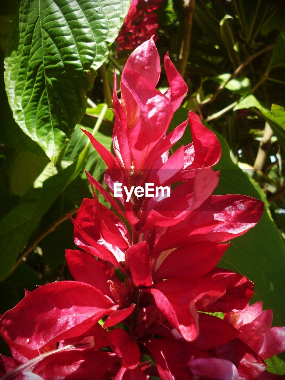 CLOSE-UP OF HIBISCUS BLOOMING OUTDOORS