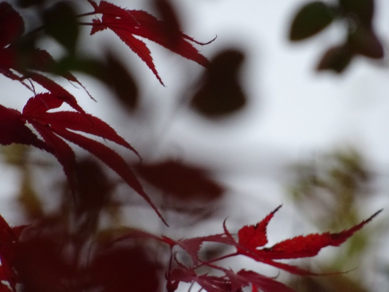 CLOSE-UP OF RED MAPLE LEAF ON BRANCH