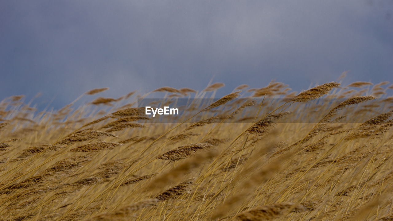 Close-up of wheat field against sky