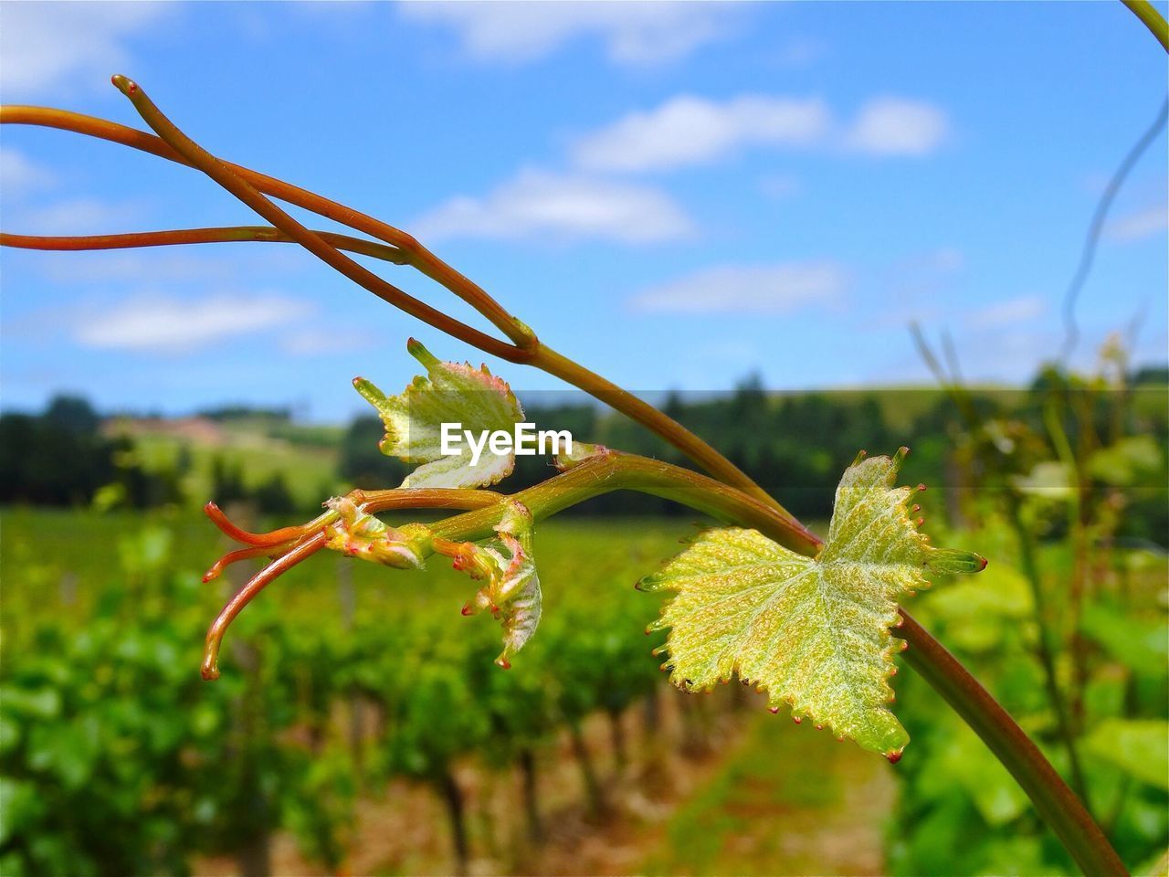 Close-up of leaves at field on branch against sky